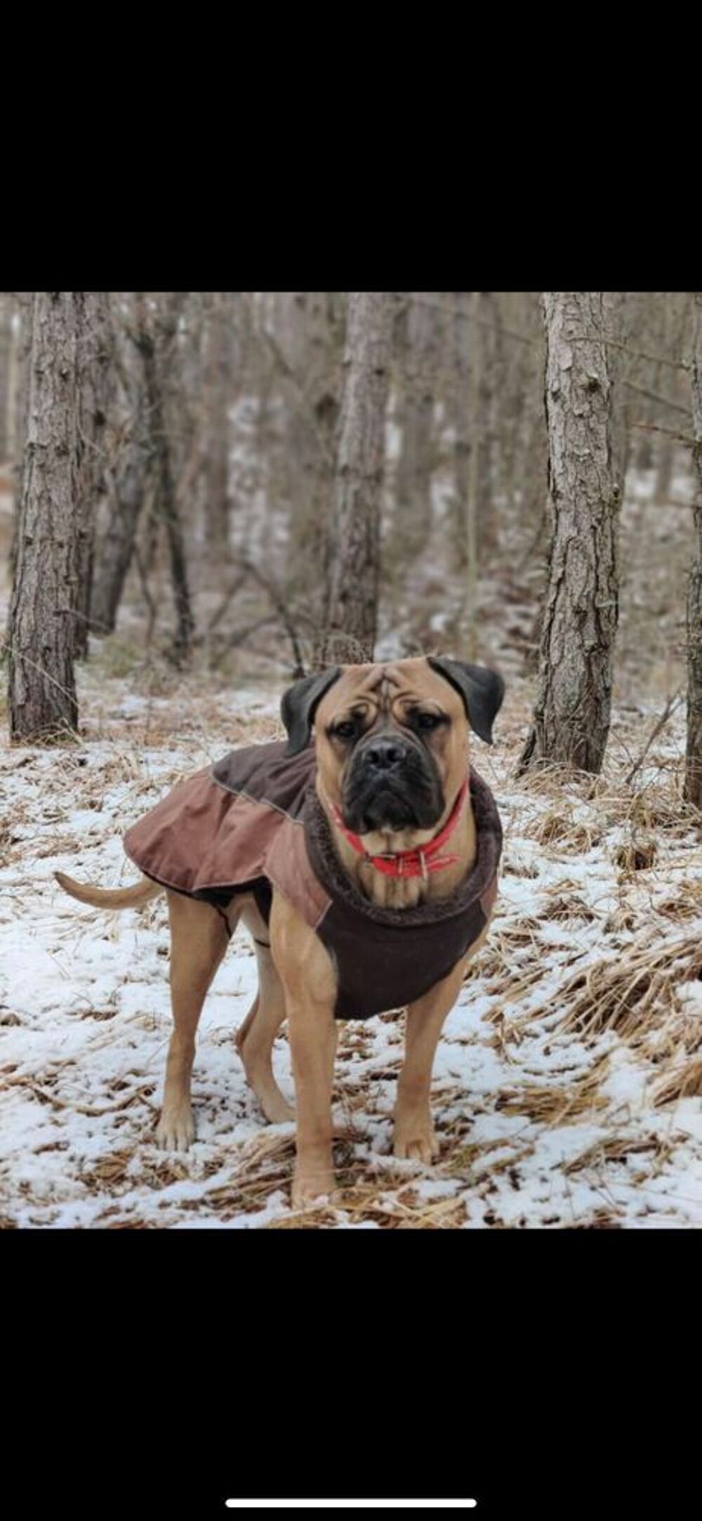   cherche bullmastiff pour saillie 