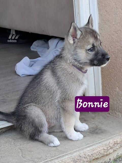 Chiots type husky sib&eacute;rien 600 42500 Le chambon-feugerolles