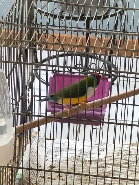 Diamant de gould 40 44110 Soudan