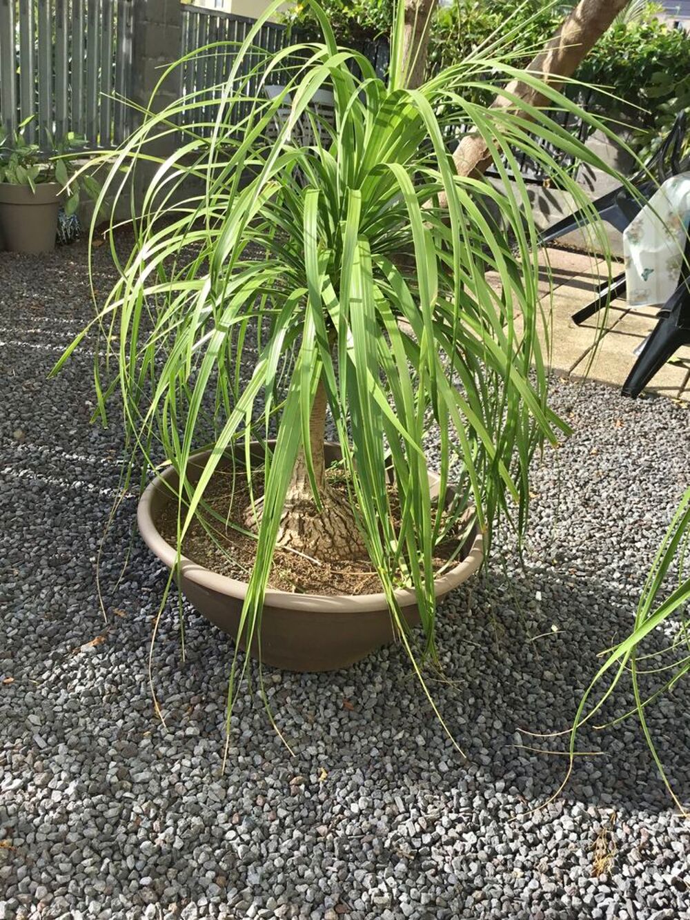 TR&Egrave;S BEAU BOCANEA Jardin