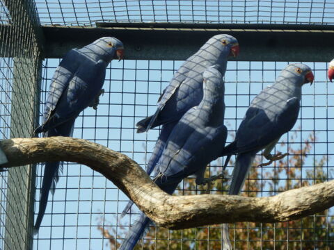 Collier VIOLET TetQ blanche 200 85110 Saint-prouant