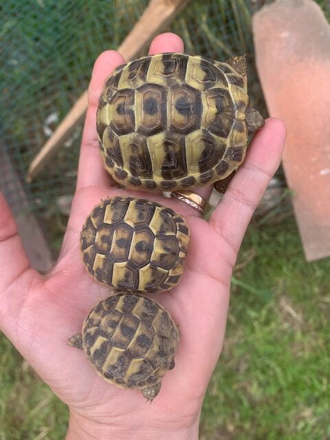 Tortue terrestre 50 34450 Vias