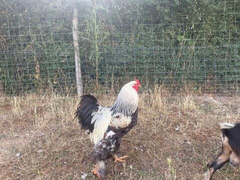 couple brahma saumon 45 La Verrie (85)