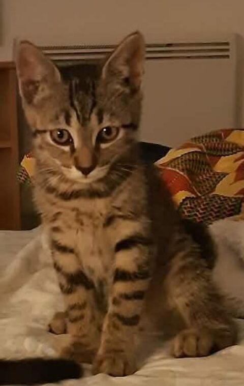 GOURMAND CHATON DE 2 MOIS 80 62190 Lières
