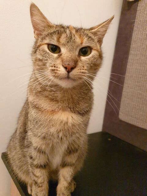 Belinda minette câline à adopter 150 76220 Ferrires-en-bray