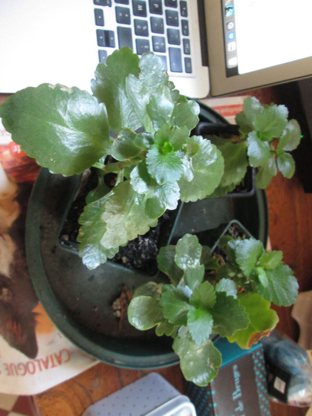 Kalanchoe (plante grasse) Jardin