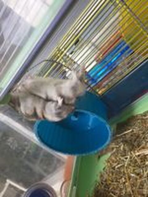   5 hamsters nains gs de 6  8 mois. 