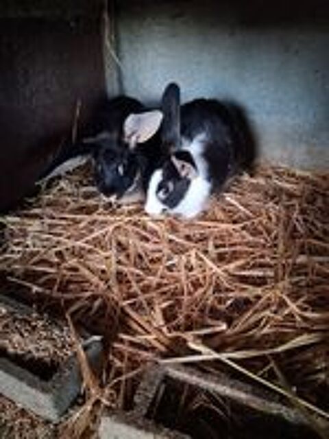   Lapins  