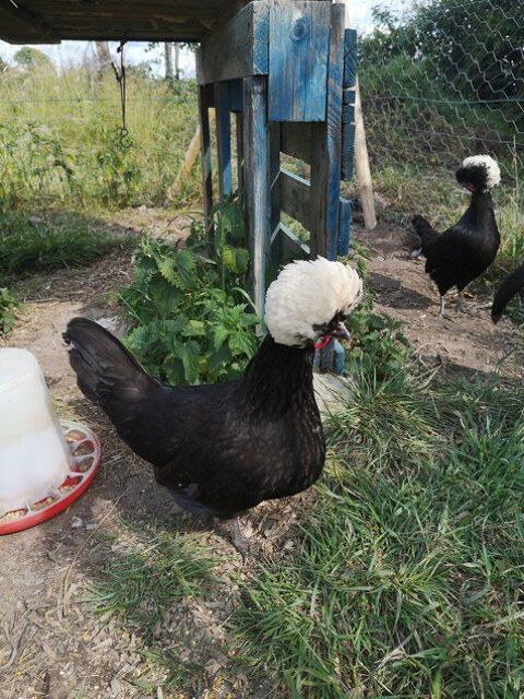 Poules d'ornements 35 10000 Troyes