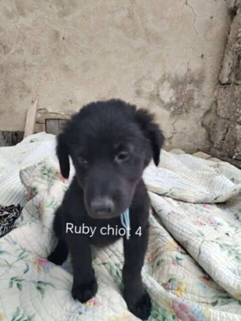 Chien RUBY à l adoption 300 26790 Tulette