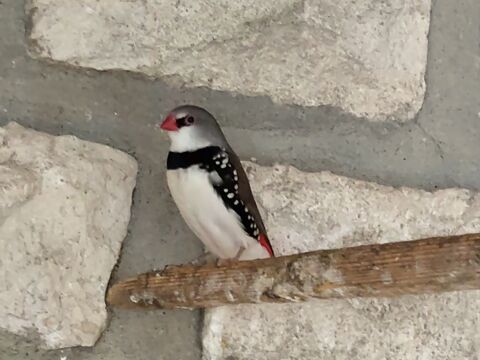 Oiseau 40 46400 Saint-c�r�