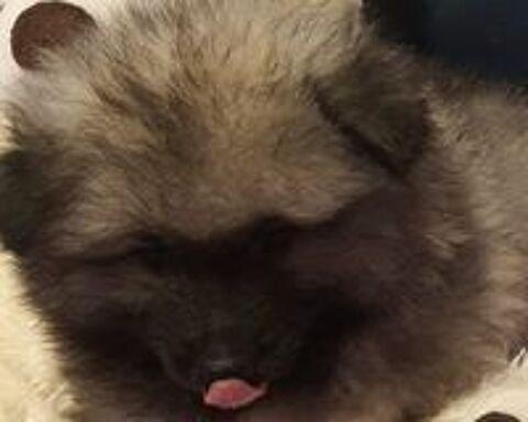   Magnifiques SPITZ Allemand Loup 