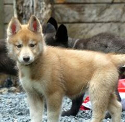   Chiot husky LOF 