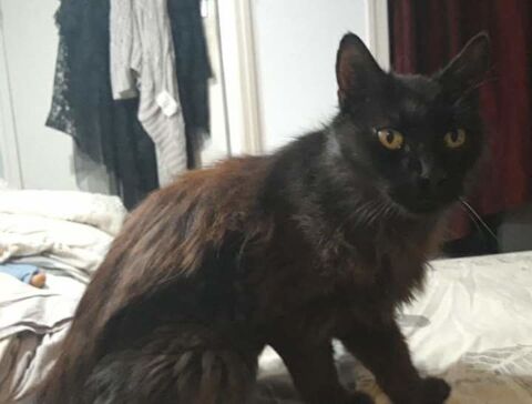 Arès, boule d'amour, jeune sénior en adoption SOS don libre 0 84190 Vacqueyras