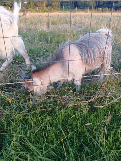Bouc toy 120 56500 Moustoir-ac