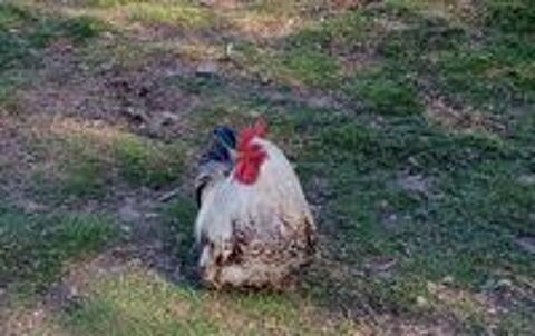   Donne coq pékin pur race  