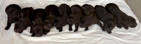 Chiots Labrador chocolat 1300 03350 Theneuille