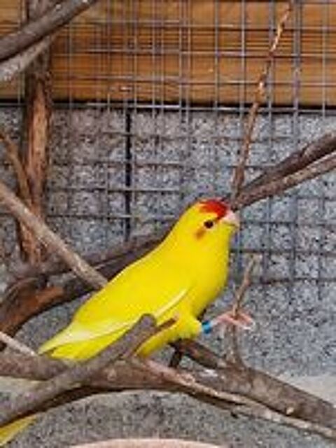   Grande Perruche sparrman bleu cinnamon bleu ou jaune Kakari 