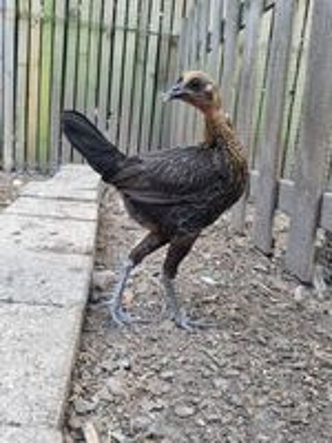   Poule et coq pondeuse et d'ornement  