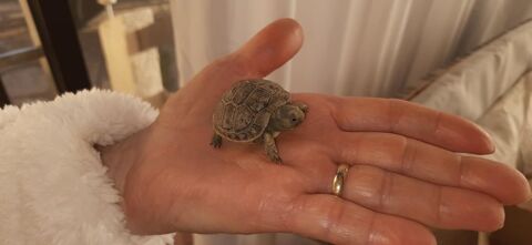 B&eacute;b&eacute;s Tortues Graeca (grecque) 20 34560 Poussan