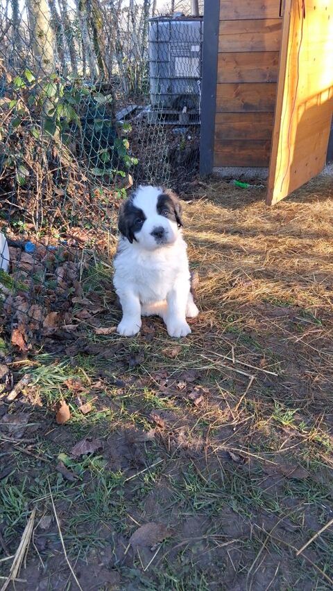 A r&eacute;server chiots st bernard avec  de magnifique origine  1400 39300 Montrond
