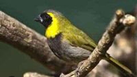   Petit Chanteur de Cuba canari  