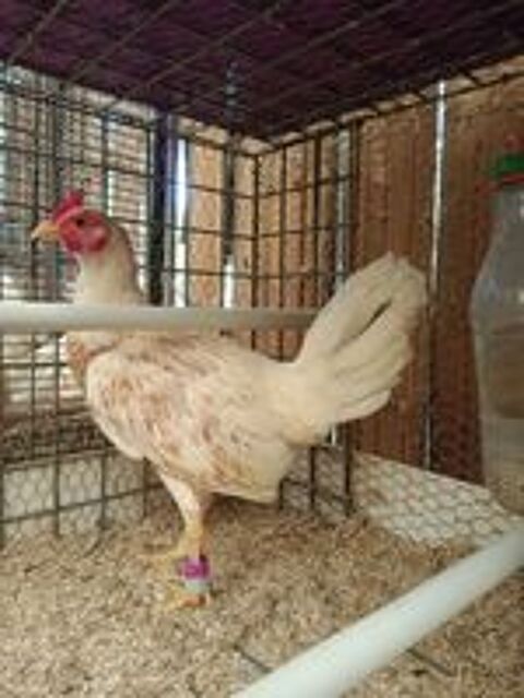   Poule et coq combattant Espagnol  