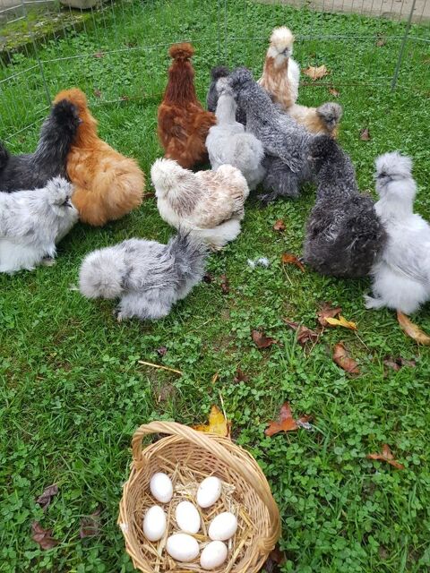 Poussin et oeuf fécondé de poule et coq de soie 2 77540 Courpalay