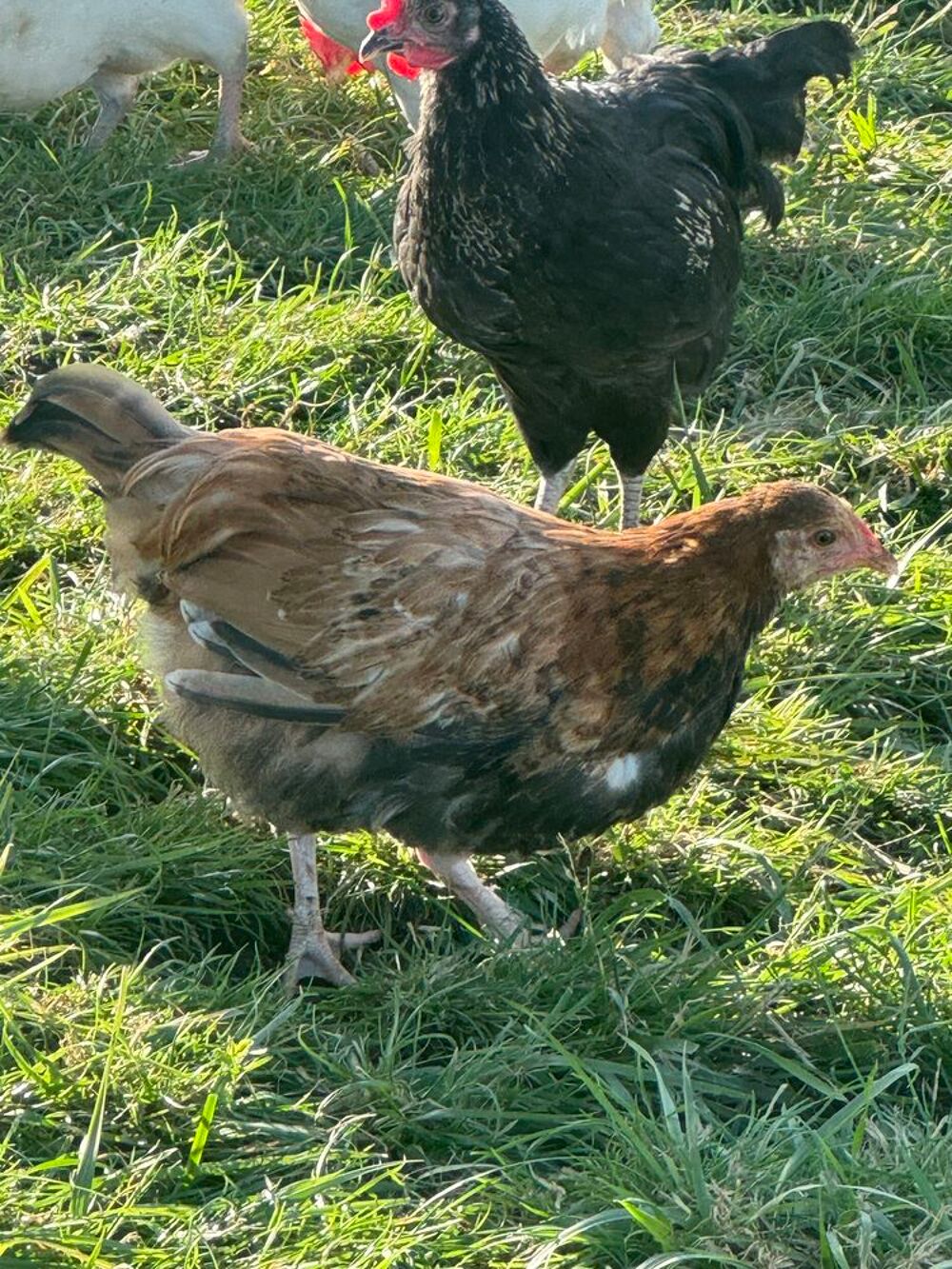   Poulettes 3 mois 