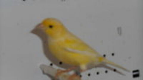   canaris de chant HARZ 