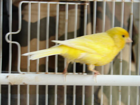canari male 20 47160 Damazan