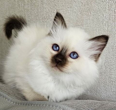 MAGNIFIQUES CHATONS SACRE DE BIRMANIE, LIVRAISON 1000 22250 rac