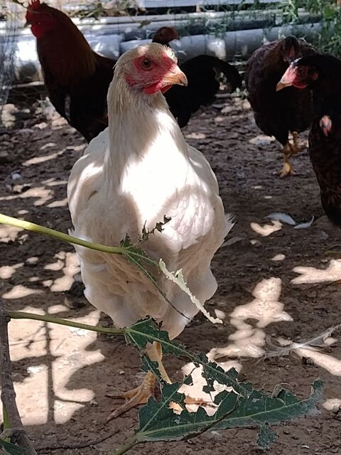 poule wyandotte grande race 30 28160 Brou