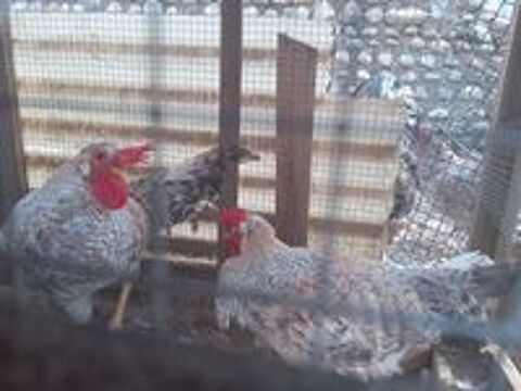   Coq de race 