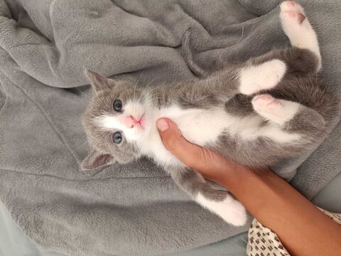 chaton 41000 Blois