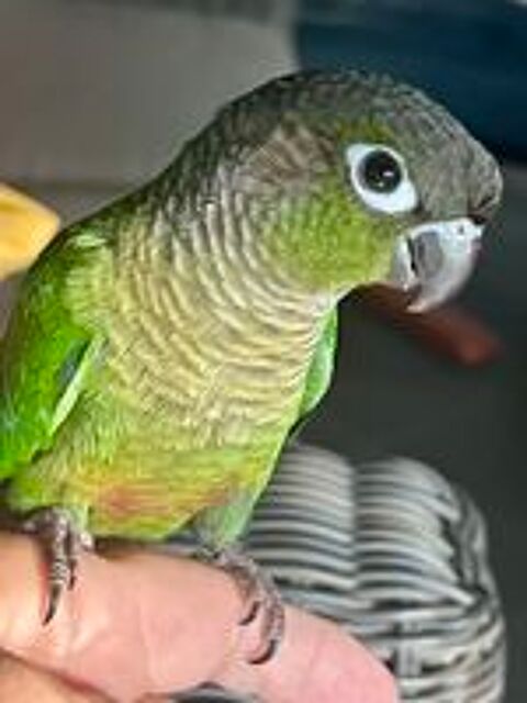   Jeunes conures à joues vertes mâle ou femelle élevées main 
