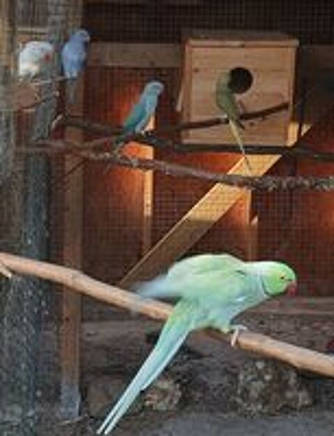   Couple Perruche a collier mutation edged/cleartail  