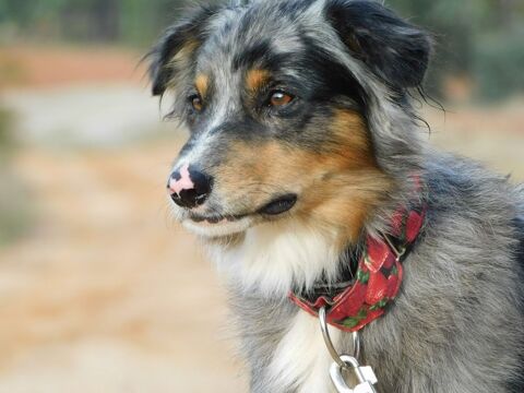 SAPIC &#129653; Un charme fou , un regard  malicieux , une pure beauté irresistible 315 24140 Douville