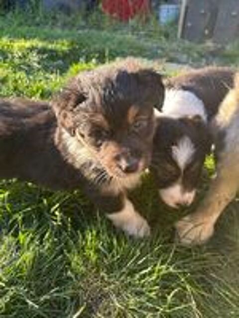   chiot berger australien 