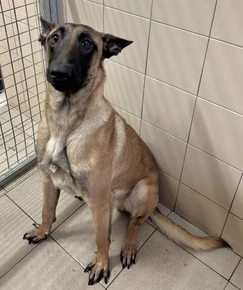 BILLY, chien type malinois, 1 an 220 34500 B�ziers