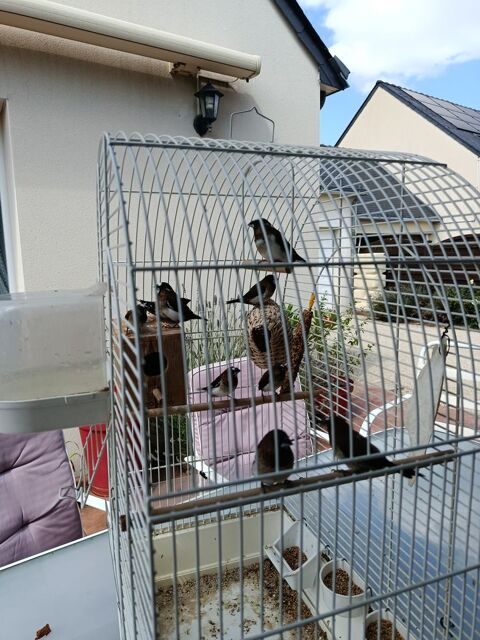  moineaux du japon 5 44390 Nort-sur-erdre