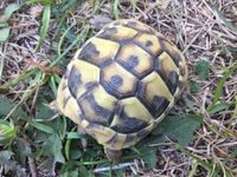   Bébés tortues de terre 1 an 