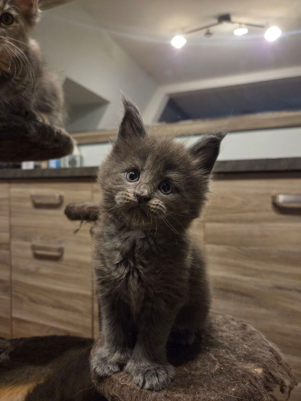  Chatons Maine Conns 
