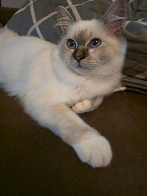 Biafine, adorable Sacr&eacute; de Birmanie LOOF,  750 80290 Fourcigny