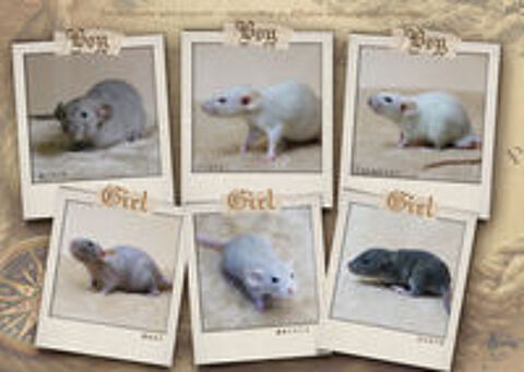   Jeunes rat et Ratons cherchent famille 