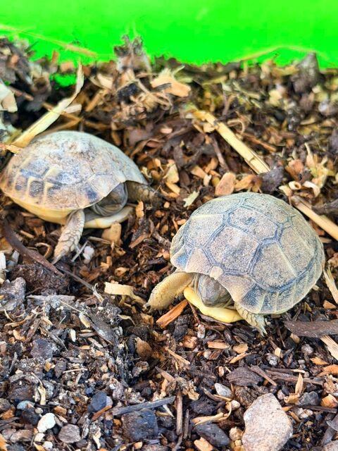 Tortue 83000 Toulon