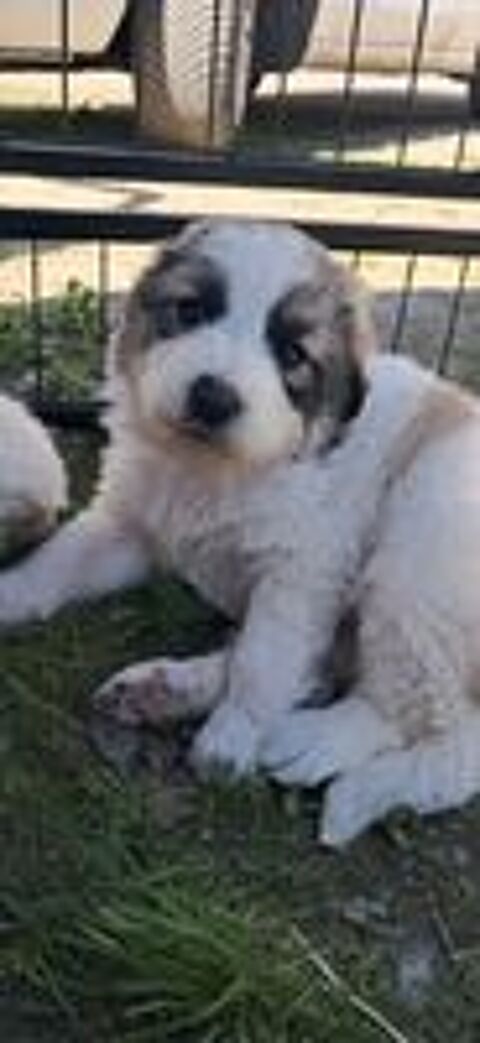   Chiot montagnes des Pyrnes disponible 