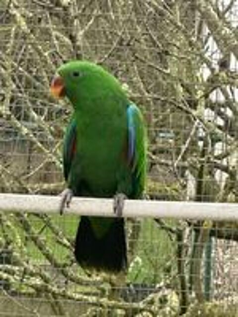   ECLECTUS MALES
