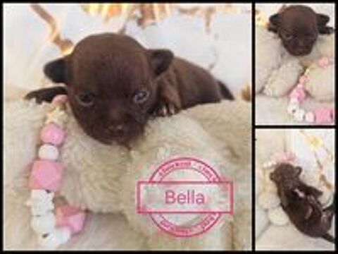   A réserver chiots chihuahua de petit gabarit  