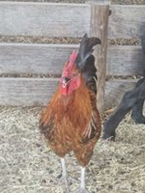   Coq 